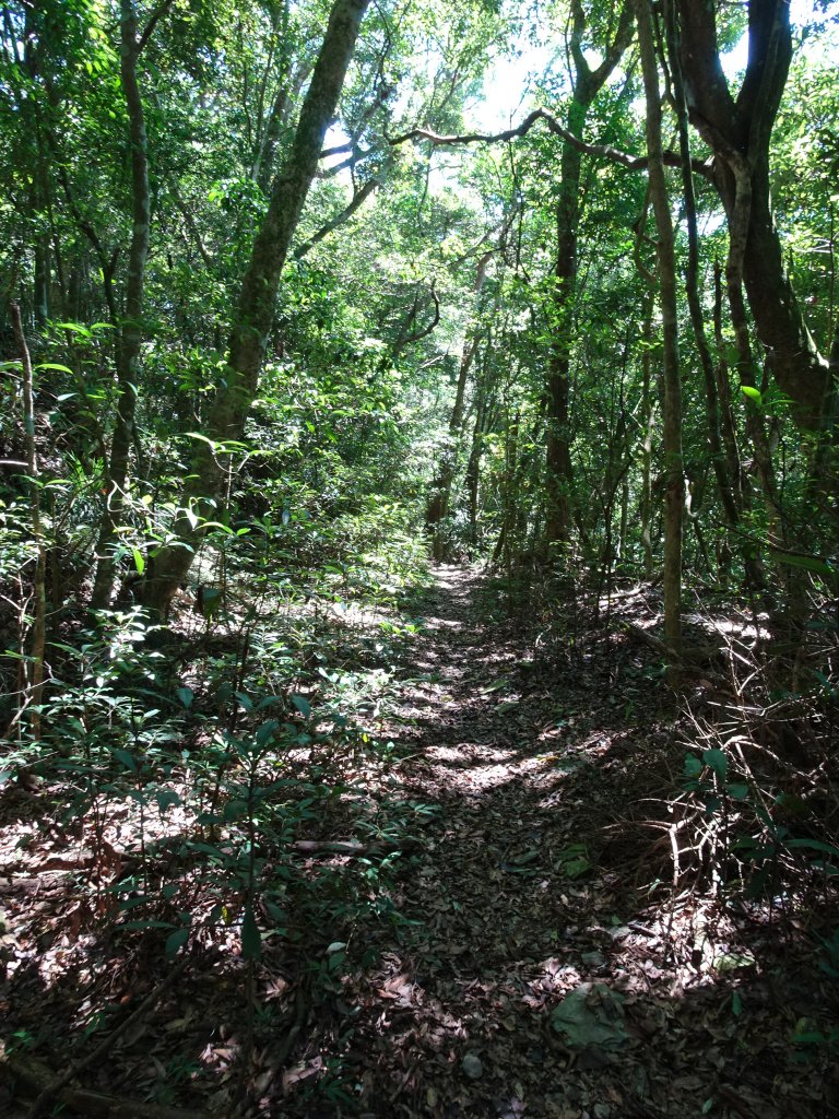 台灣小百岳第71座高雄茂林-鳴海山_1029313