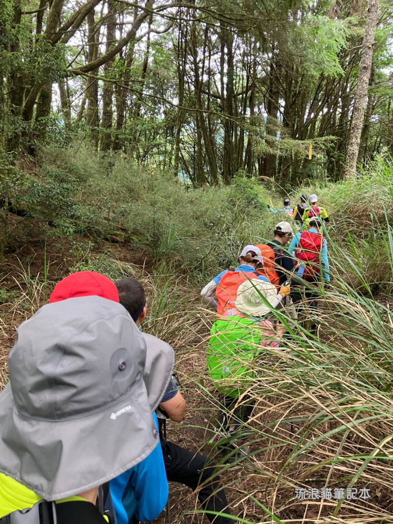 【羅馬縱走】山林巨木饗宴，夏季避暑的縱走路線_2888202