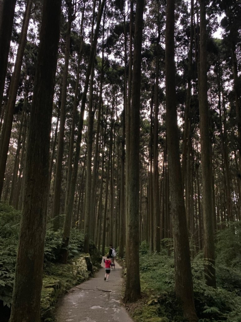 20191109貓仔們之溪頭森林步道探索_757154