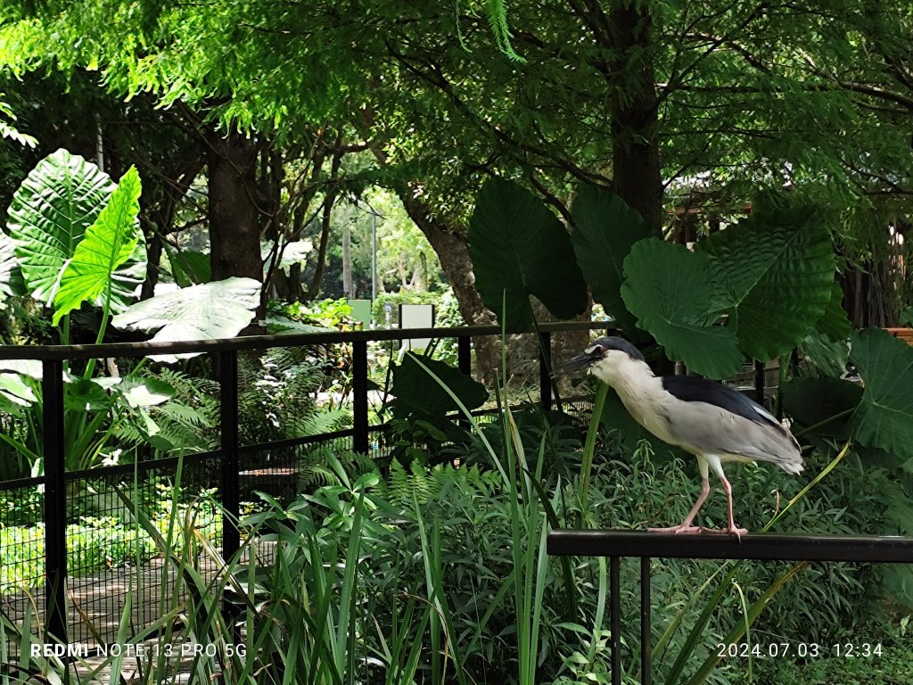 大安森林公園【走路趣尋寶】【臺北健走趣】_2541523