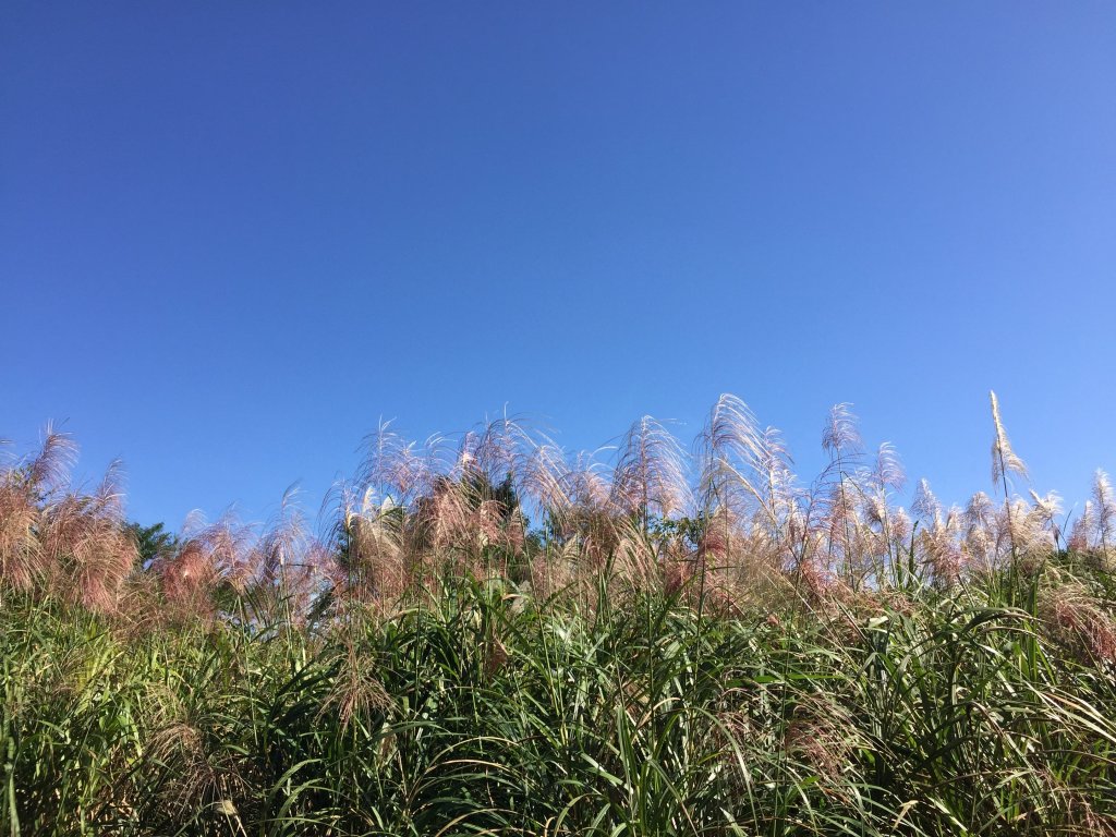 台灣小百岳#020-獅仔頭山_447222