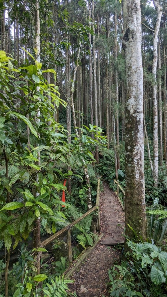 向天湖山步道 (大 O：含三角湖山、光天高山)_2664951