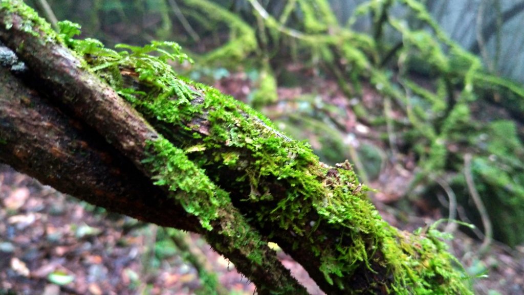 高島縱走_1453605