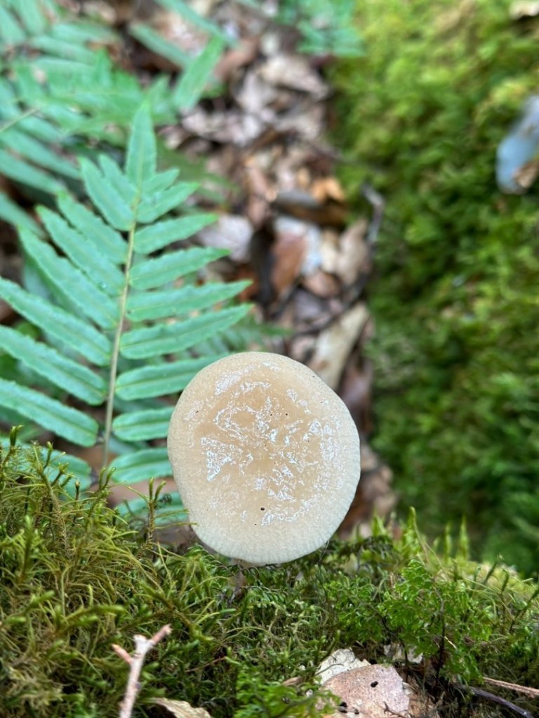 🥵20231107南一段會繞過🤷忘記的溪南山_2340051