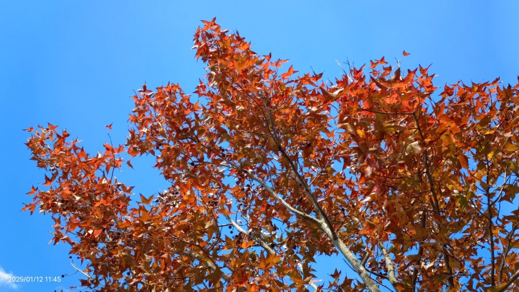 暖暖冬陽北投趴趴走，農禪寺/三層崎/貴子坑 #雪貂 #寵物貂_2686696