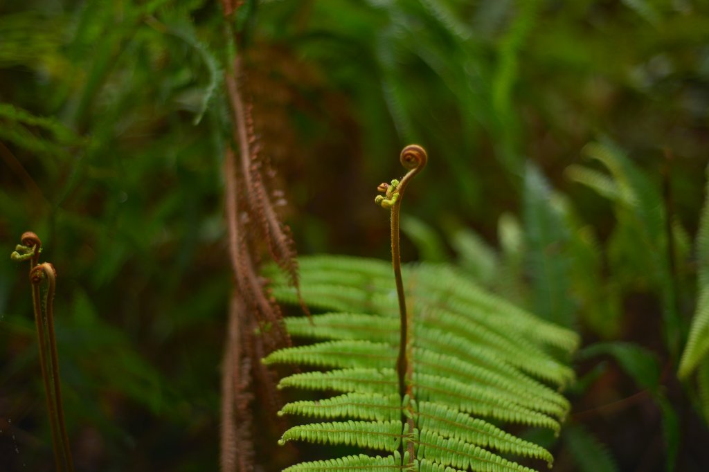 向天湖山步道 (大 O：含三角湖山、光天高山)_2664930