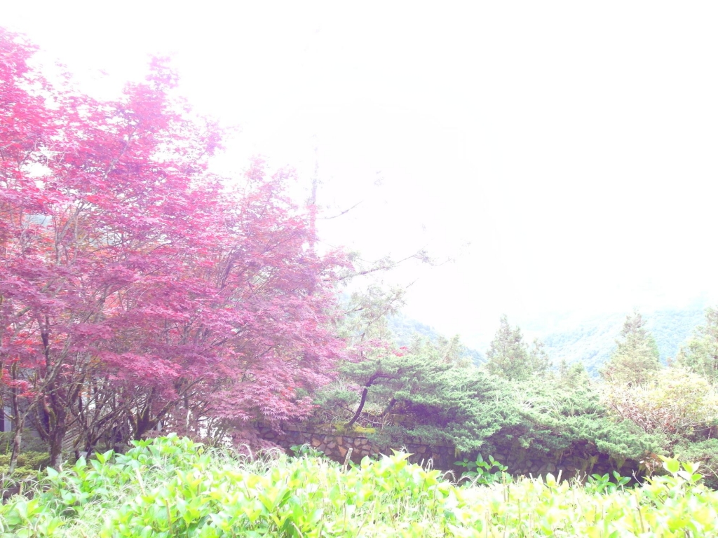 太平山中央階梯紫葉槭_43809