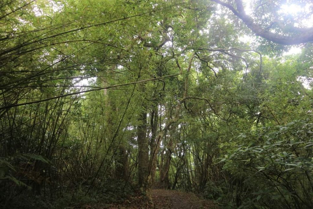 〔陽明山 〕面天山 向天山 向天池 二子坪步道。火山口湖 獨特生物蚌蟲 向天蝦（豐年蝦）_2235483