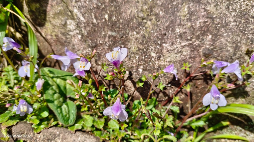 傻傻分不清楚！ #霧虹 ？  #觀音圈 #端紅蝶 #鐘萼木_2469366