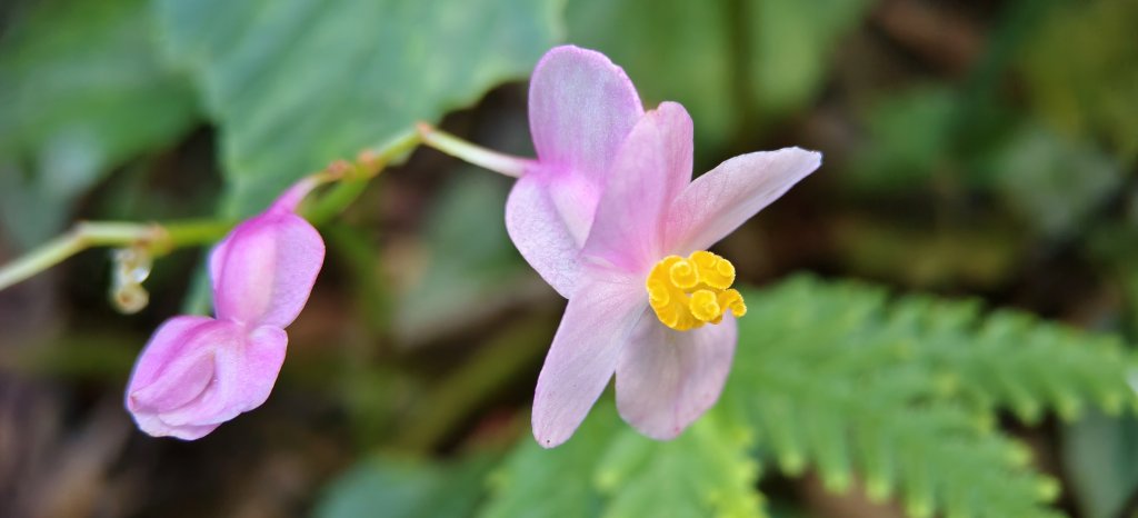 2025/10/26_馬胎古道_2925715