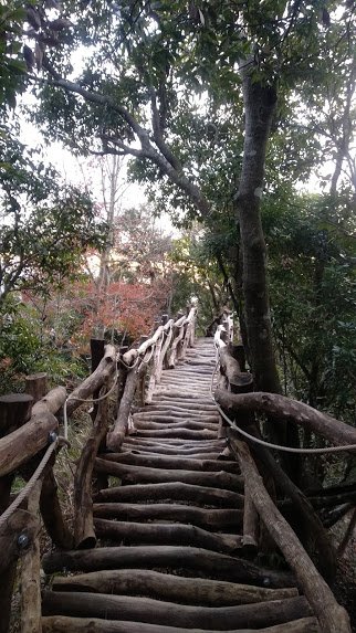 2020 1/16 頭嵙山 大坑步道_851478