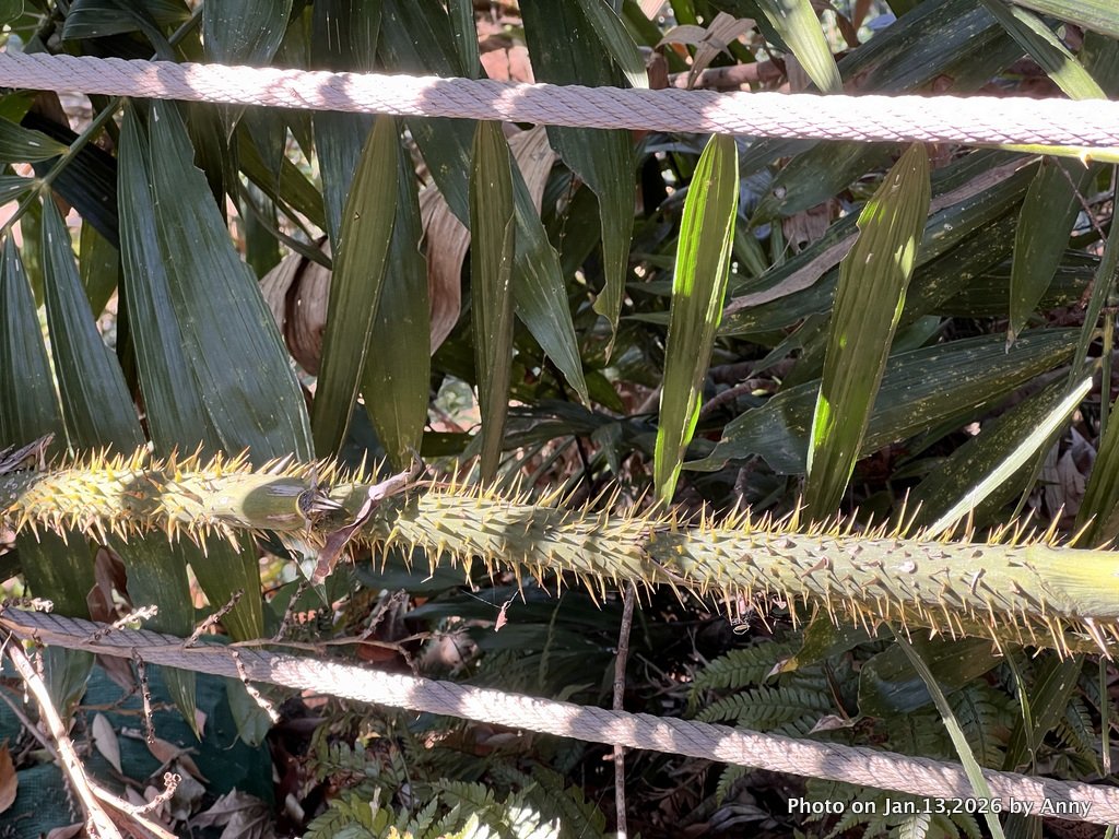 雪山坑步道（巨人之手）_2986485