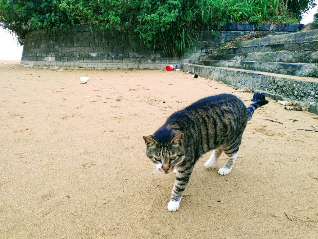 亞太最佳旅遊目的地:福隆舊草嶺環狀步道_876945