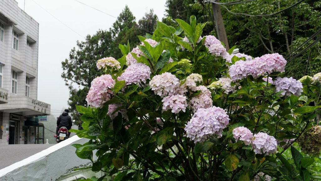 阿里山森遊區-神木步道_2536742