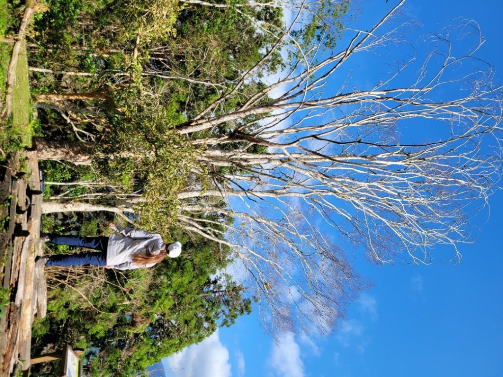 錐麓古道＋瓦拉米步道_1587053