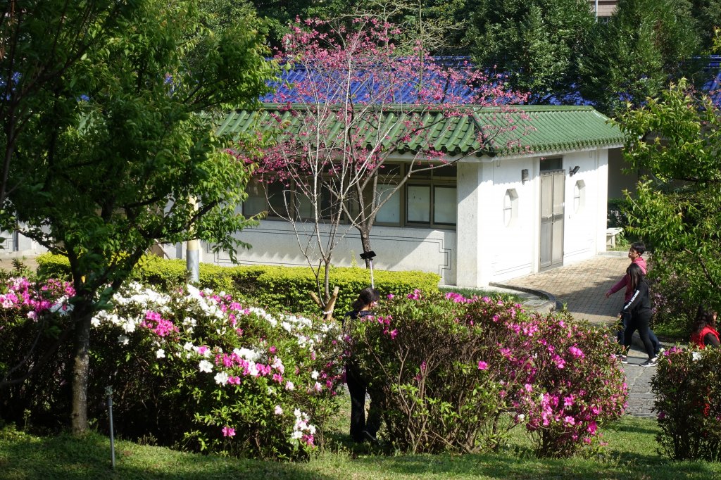 中正紀念堂賞櫻_1277261