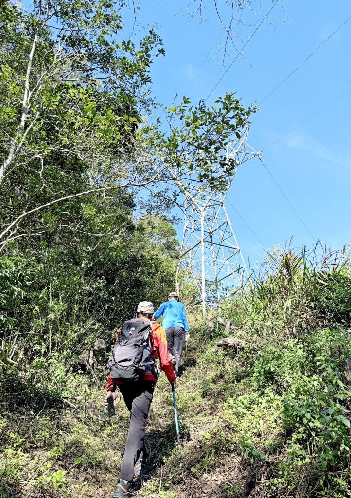 南投仁愛鄉基石巡禮-櫻櫻峰東北峰.清境山.岬山.關頭山北峰  2024.11.11_2651671