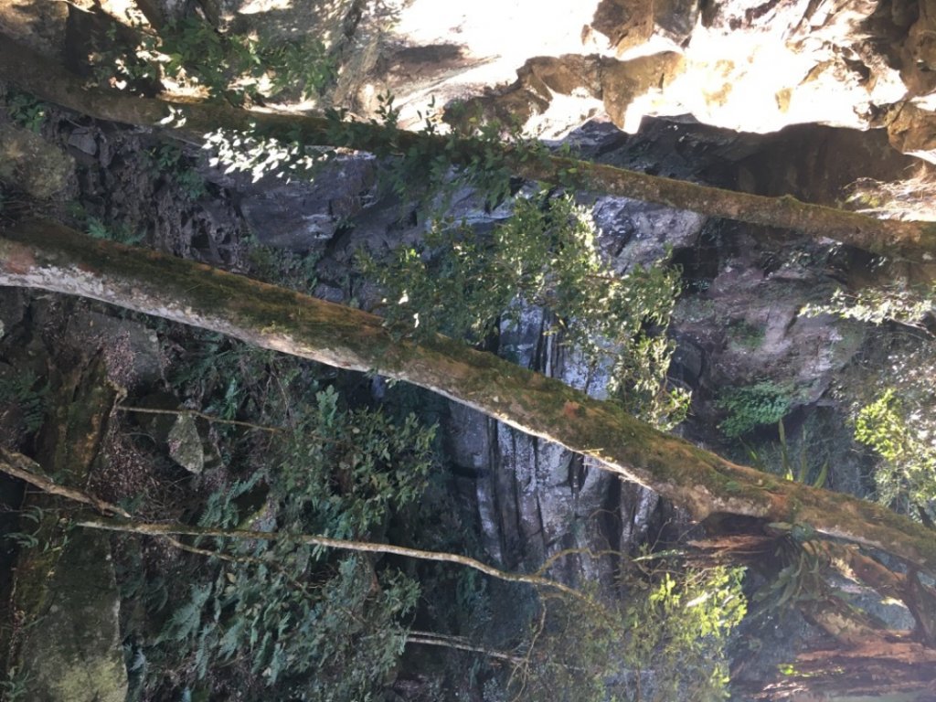 虎山西南峰、虎山（石壁探險、台灣櫸）_2364924