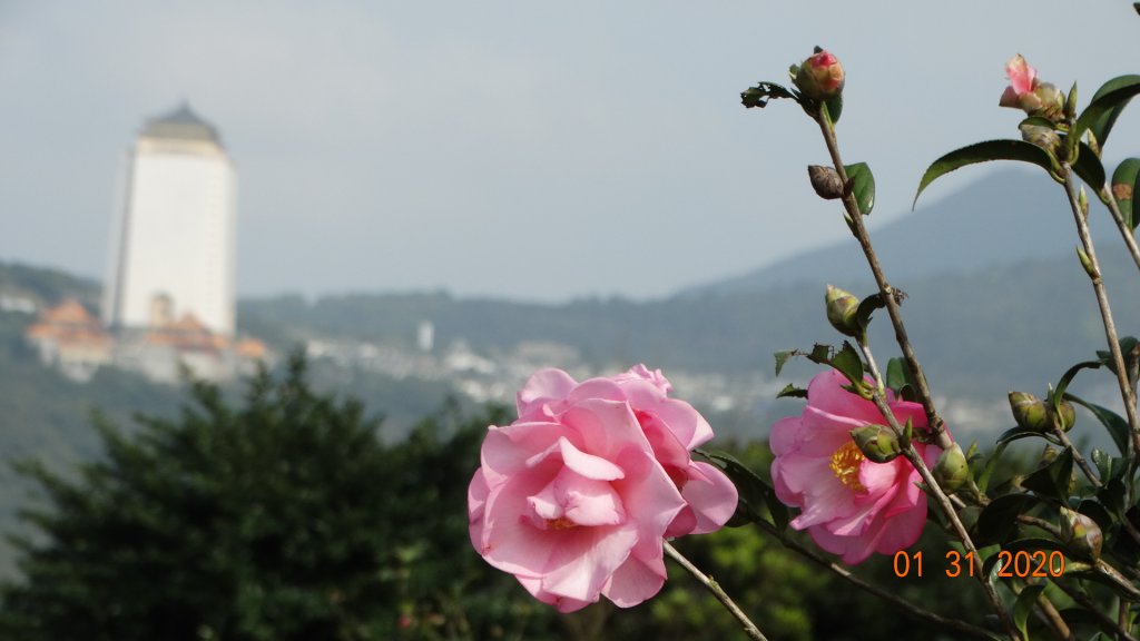 追花是簡單的快樂，賞花是恬淡的幸福3_819091