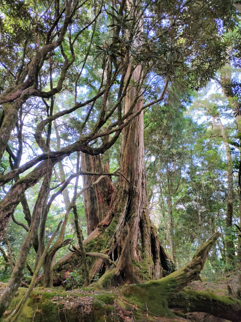 阿凡達秘境～塔曼山魔幻森林步道_1387407