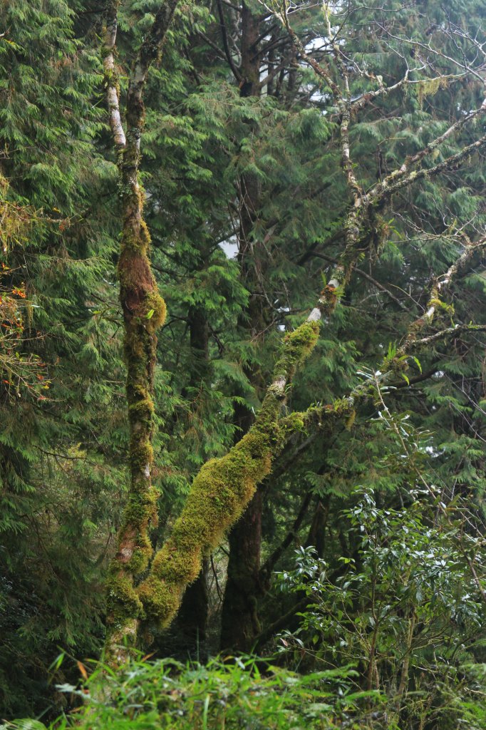 太平山見晴古道霧景濛濛 20181117_469385