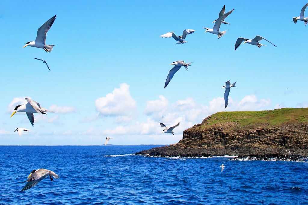 澎湖采風---玄武岩-藍洞-天人菊-燕鷗_139252