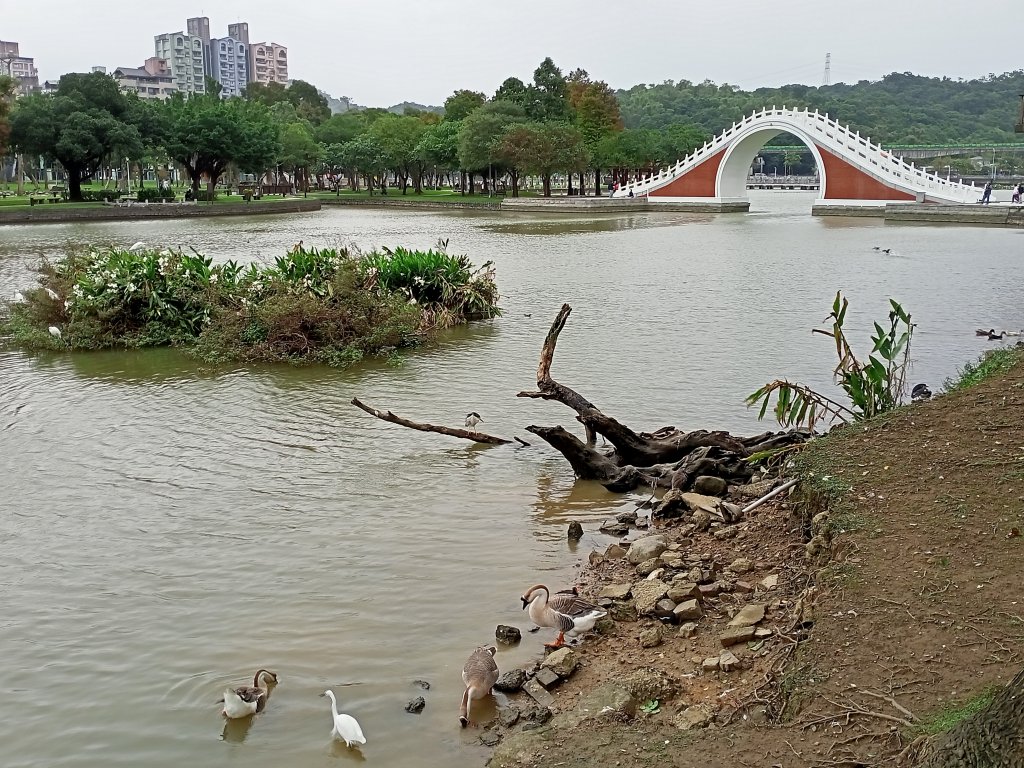 大湖公園 (防災公園)【走路趣尋寶】封面圖