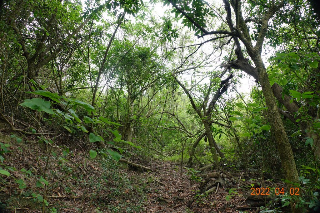 臺南 新化 大坑尾山_1663947