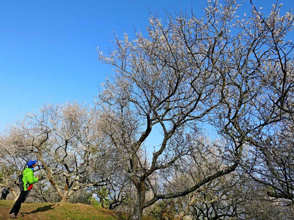 南投中寮劉家梅園、九份二山賞梅趣    2018/01/13_251511