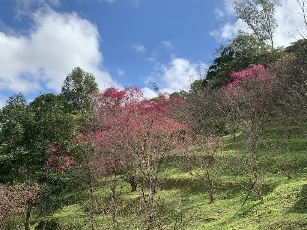 飛龍步道-樟山寺-樟樹步道_1265163