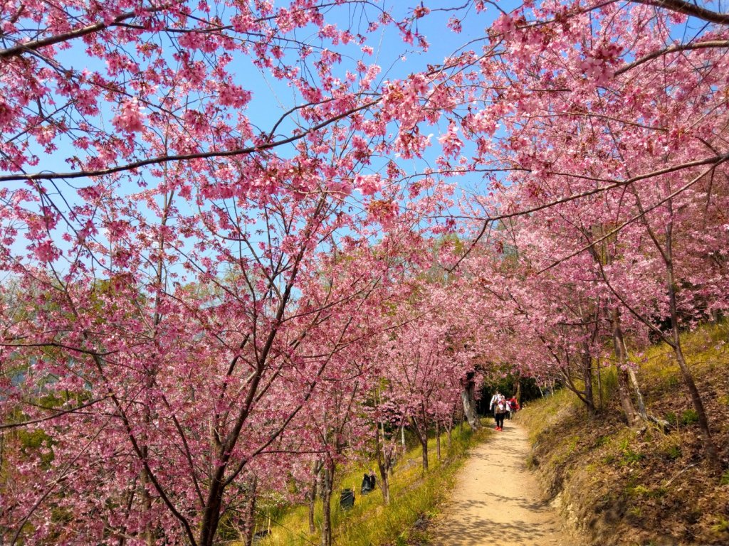 司馬庫斯賞櫻花+巨木群登山步道封面圖