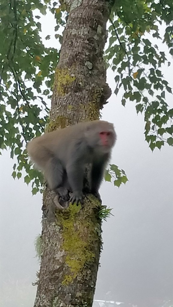 石水山 真鹿林山 鹿林天文台_1492558