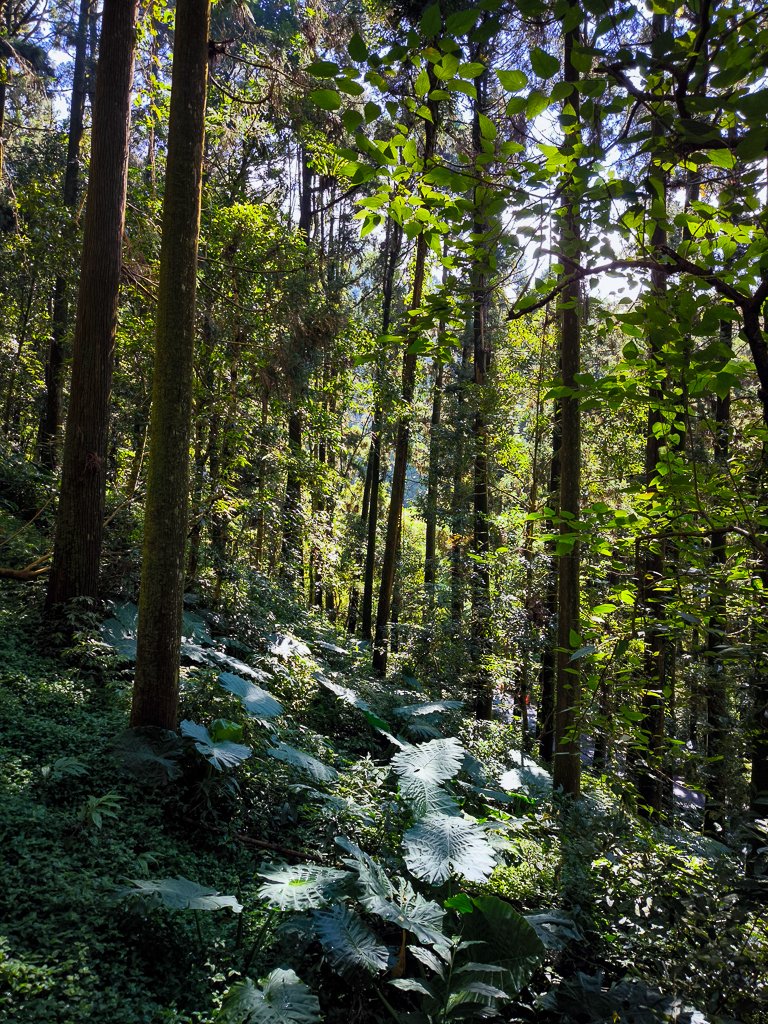 2025-09-14 奮起湖_2887389