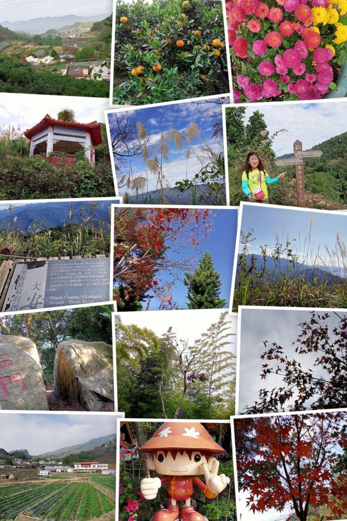 四訪苗栗的花果山-小百岳#037馬那邦山、雪霸國家公園管理處【小百岳集起來、苗栗-臺灣百大必訪步道】_2394215