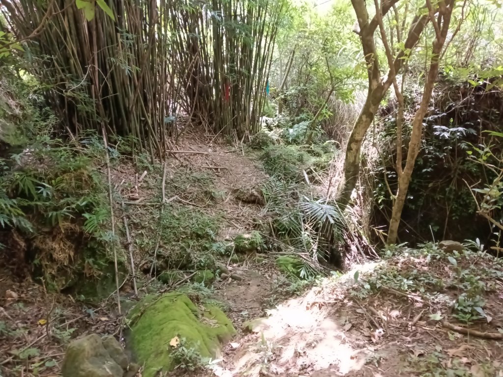 瑞芳區黃金8.5稜+南雅山O型_2866532