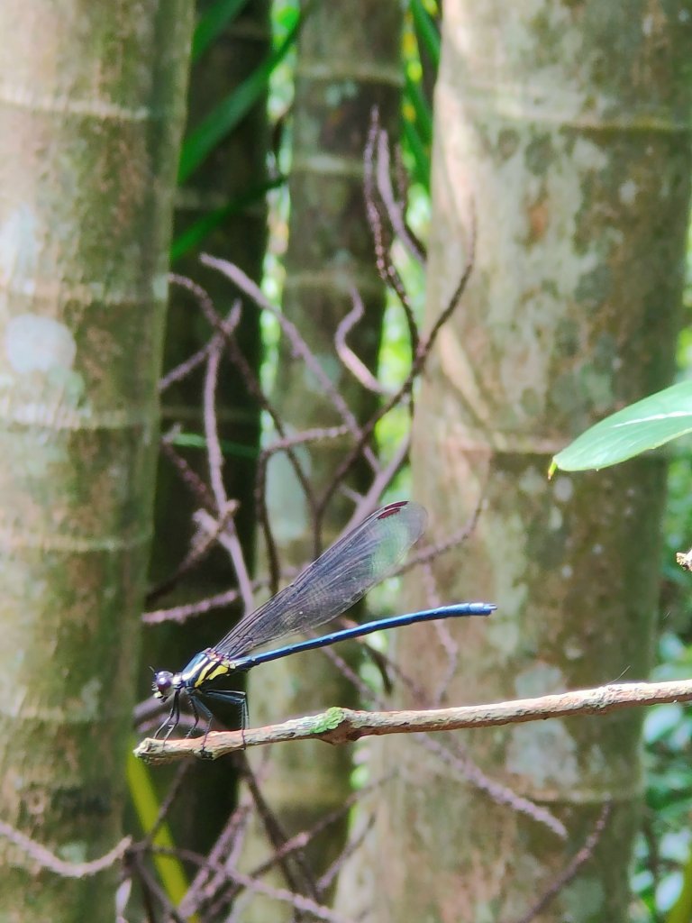 茶香環狀步道群（小天空、健康、壺穴步道、茶展中心步道）_2135882