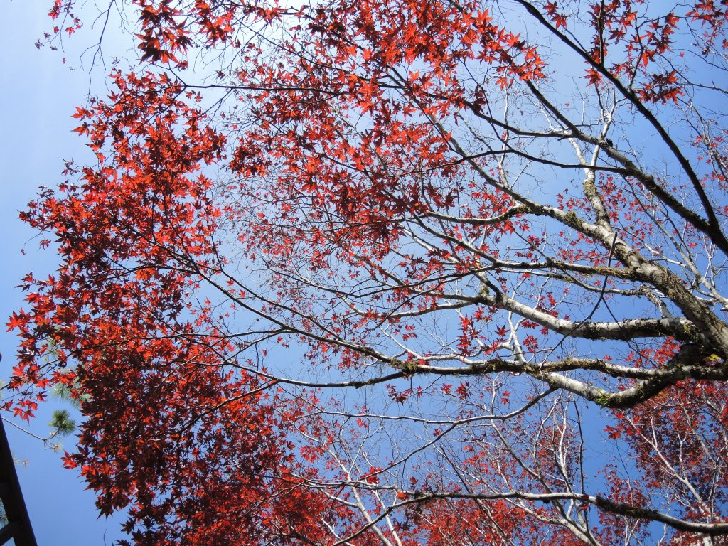 宜蘭太平山_翠峰湖&見晴懷古步道20141025_1961095