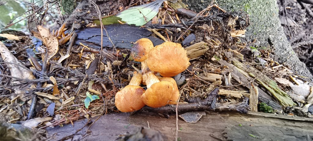 2025/06/07-鳥嘴山步道_2805979