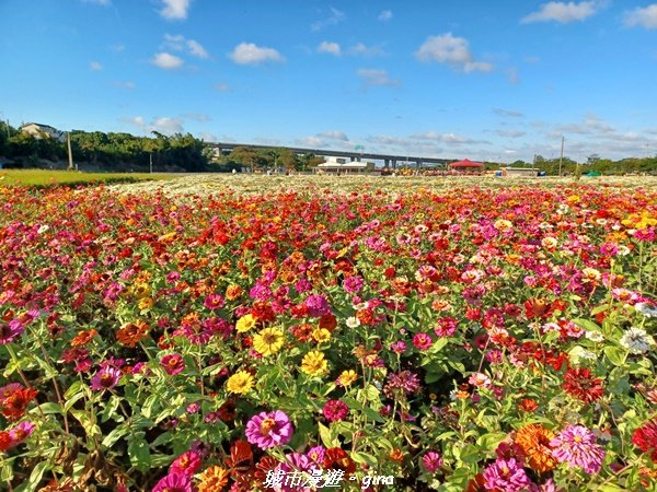 【苗栗銅鑼】健行賞花兩相宜。 銅鑼雙峰山x2023杭菊花季_2355293