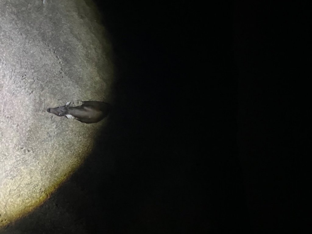 228-302奇萊主北_1636026