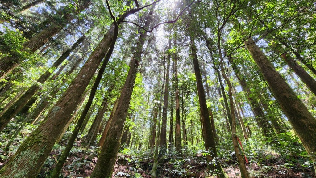 【中級山】與山毛櫸的邂逅，逐鹿山_2742655