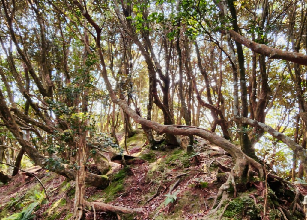 【中級山縱走】志繼山，東眼山，拉卡山，卡外山，東滿步道_2742554