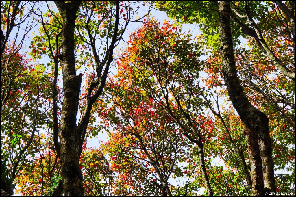 冷了天、紅了葉 ~ 一年一會、稍來賞楓_765418