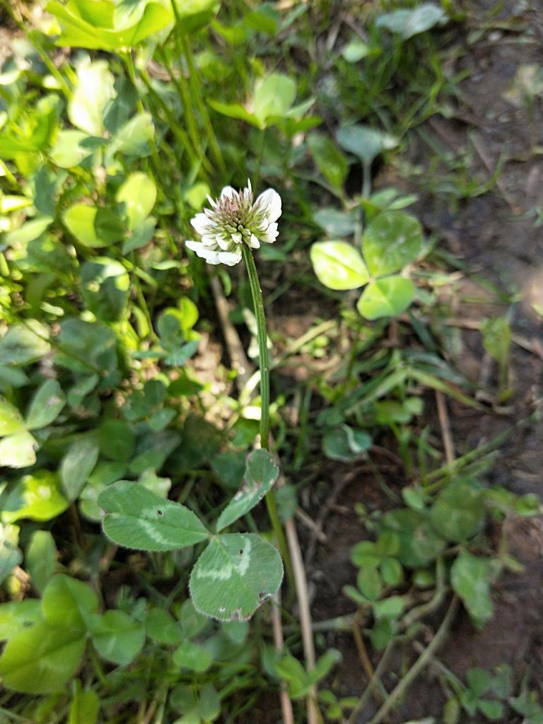 202010 尖石石磊虎禮山初禮驗_1115811