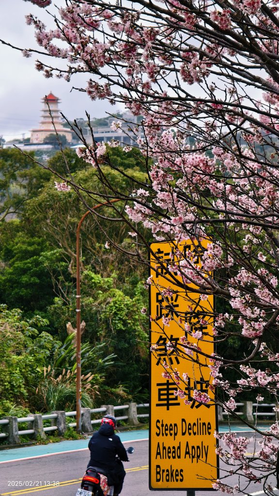 #十八份拐圳步道 #墨染櫻 2/21_2717242