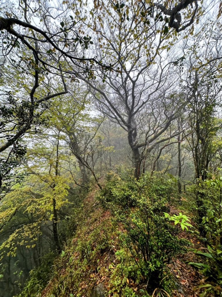 卡保石壁一葉蘭（耘夢谷上逐鹿山下O走）_2809518