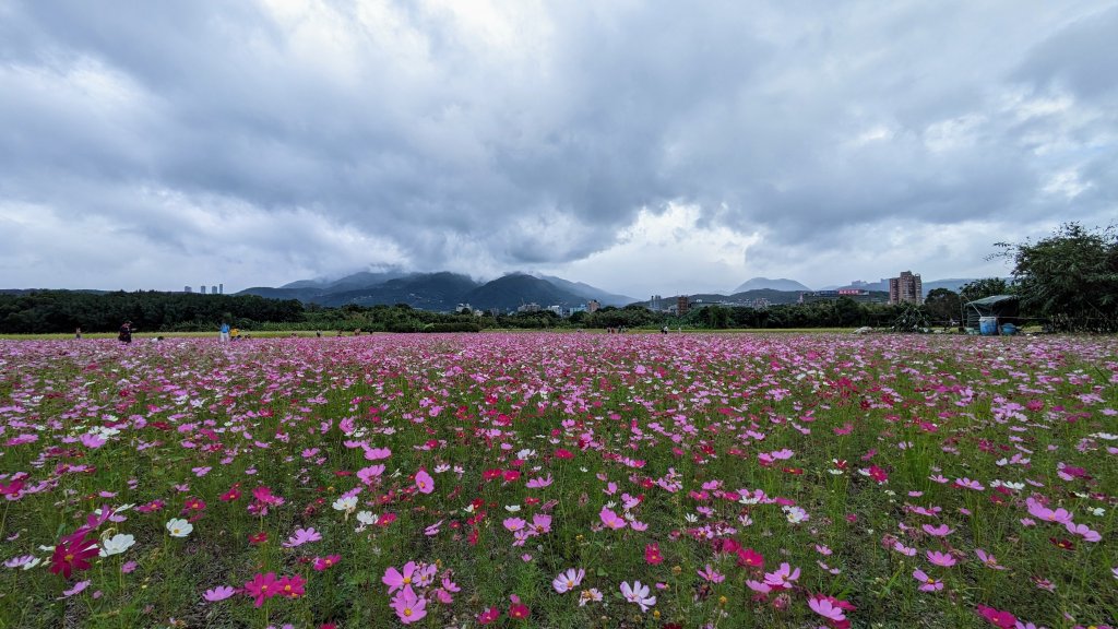 關渡花海,大龍峒孔廟,保安宮,迪化街封面圖