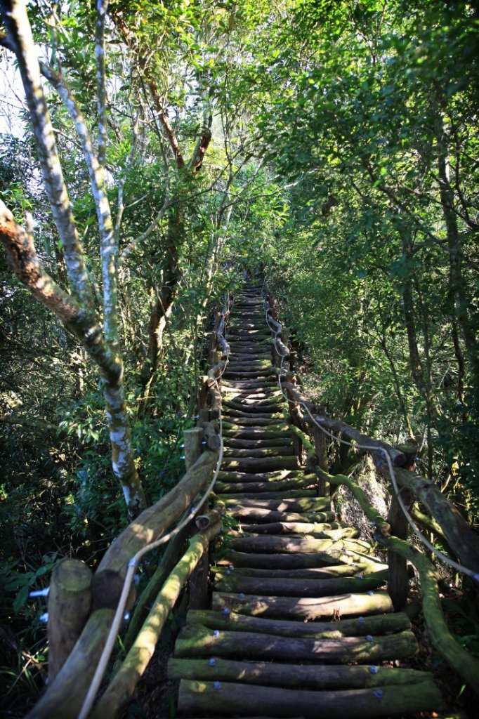 大坑四號登山步道_422058