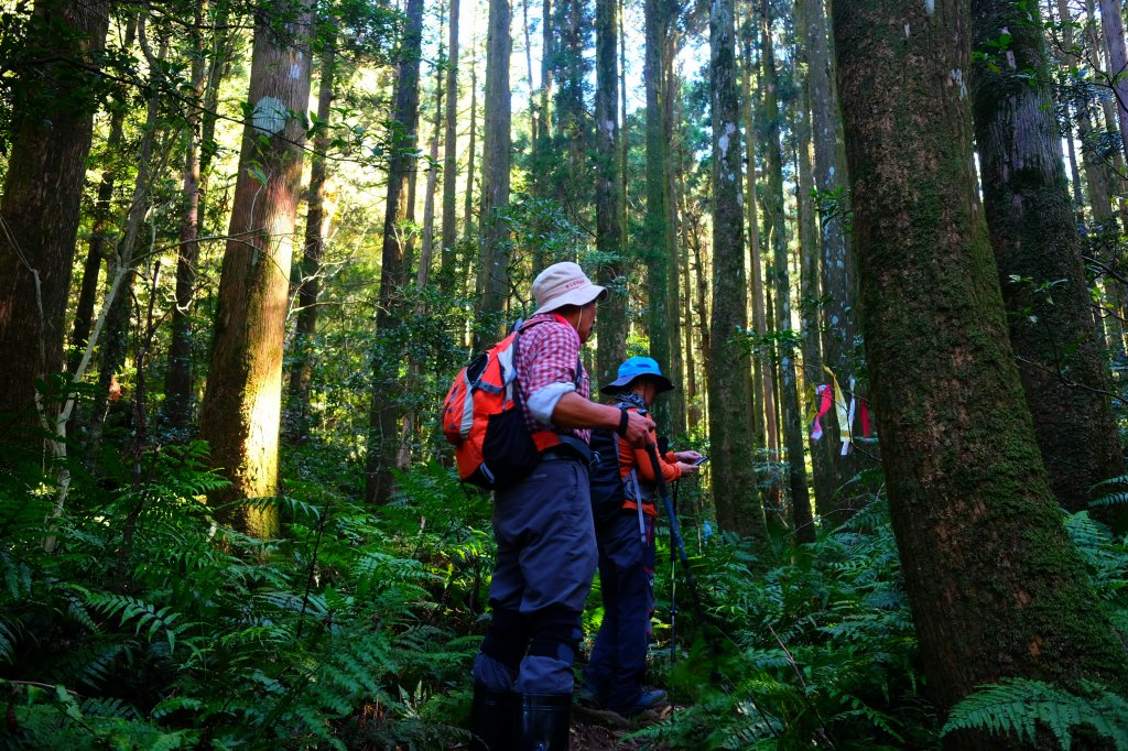 光影森林-那結山縱走貴妃山_773686