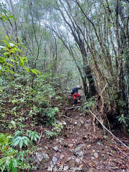 【新竹。尖石】蜿蜒車程比山行還辛苦。 小百岳集起來。 編號28小百岳~李崠山步道x合興車站_1616943